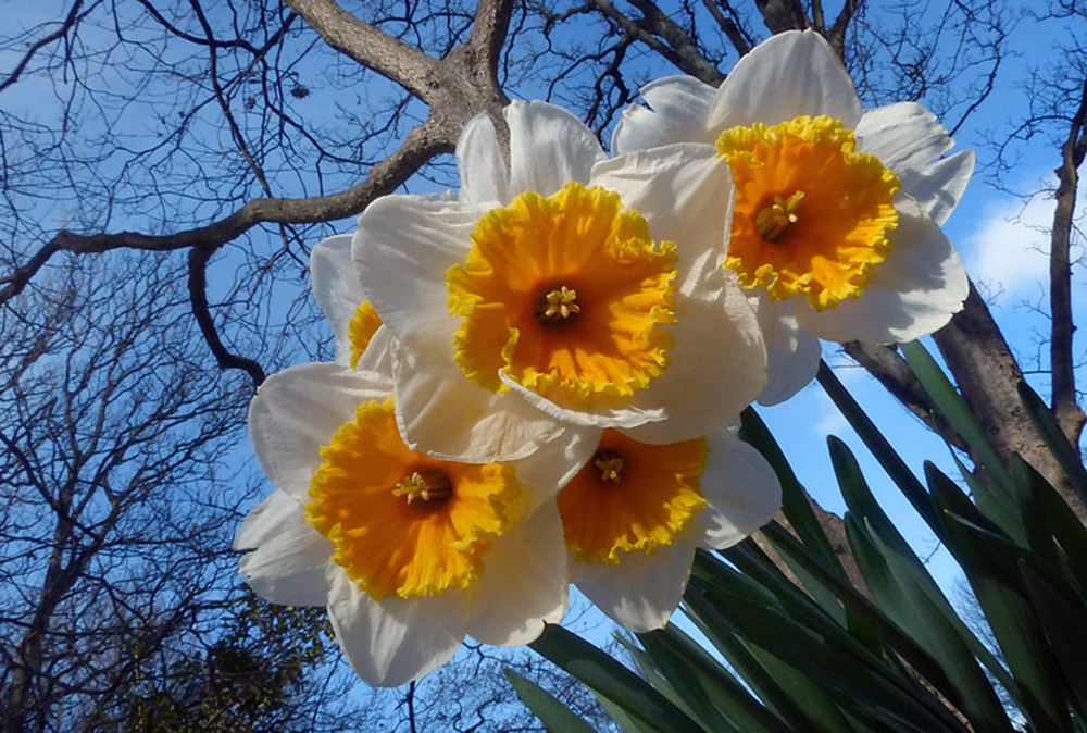 Spring and sunshine helps people with dementia - Tapestry Day Club