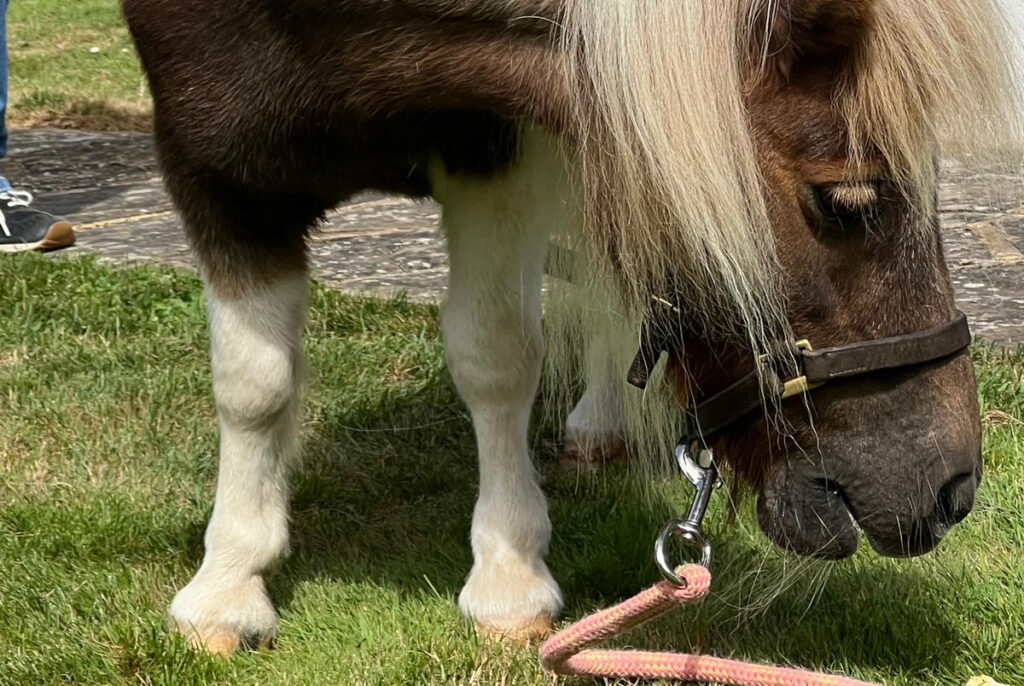 Dementia day care - Tapestry Day Club - horse therapy